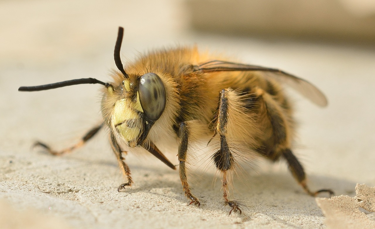 Vabzdžiai, Hymenoptera, Bičių, Nemokamos Nuotraukos,  Nemokama Licenzija