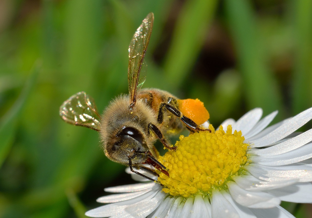 Vabzdžiai, Hymenoptera, Apis, Mellifera, Nemokamos Nuotraukos,  Nemokama Licenzija