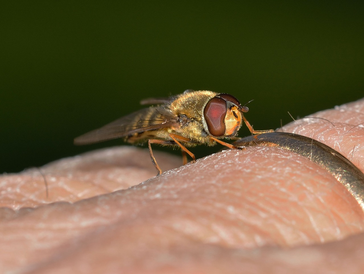 Vabzdžiai, Diptera, Episyrfas, Nemokamos Nuotraukos,  Nemokama Licenzija