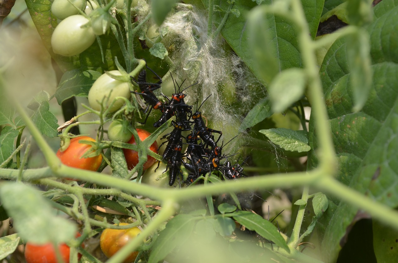 Vabzdžiai,  Vabzdys,  Gamta,  Gyvūnai,  Makro,  Žiogas,  Lapai,  Augalas, Nemokamos Nuotraukos,  Nemokama Licenzija