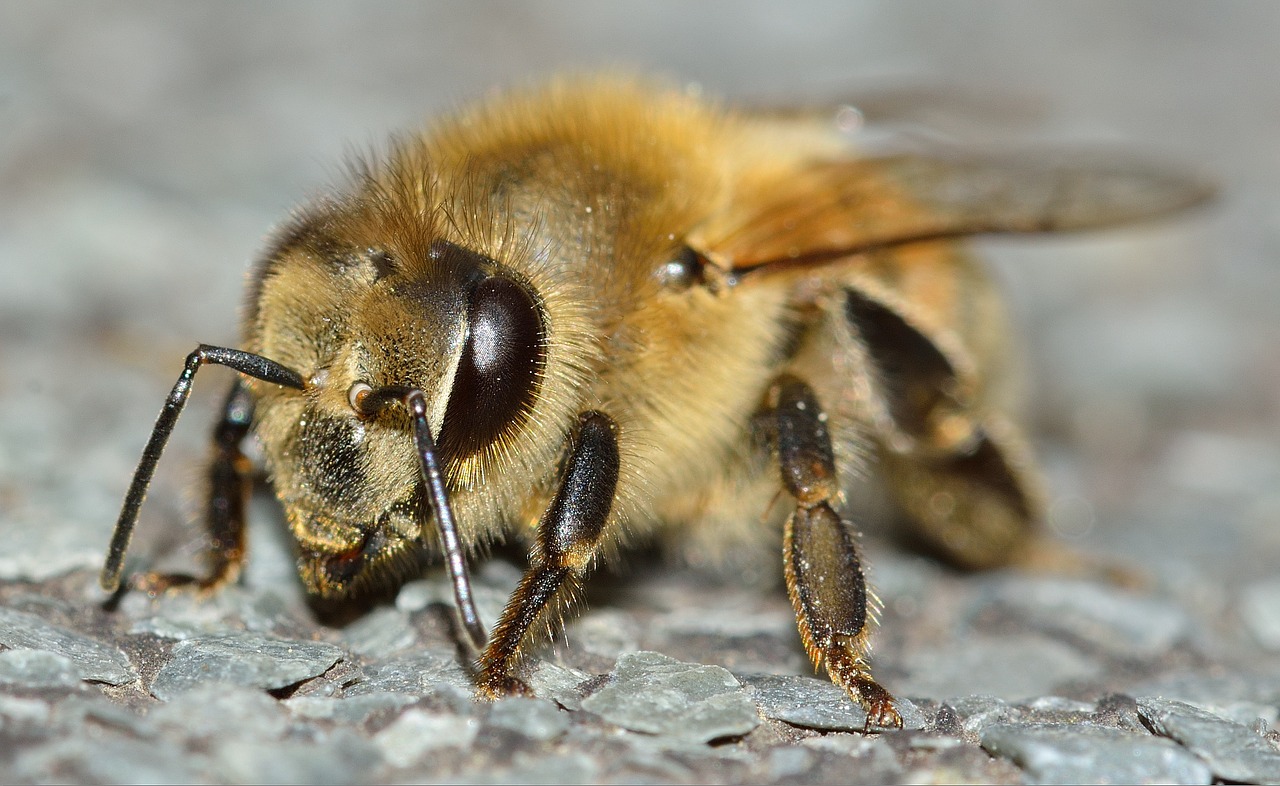 Vabzdžiai, Hymenoptera, Apis, Mellifera, Nemokamos Nuotraukos,  Nemokama Licenzija