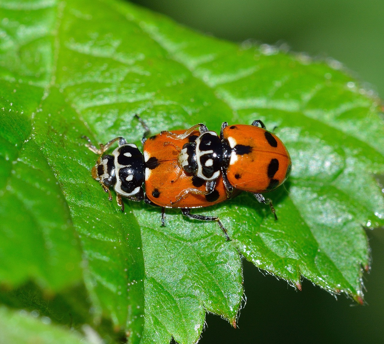 Vabzdžiai, Vabalai, Boružė, Hipodamija, Variegata, Nemokamos Nuotraukos,  Nemokama Licenzija