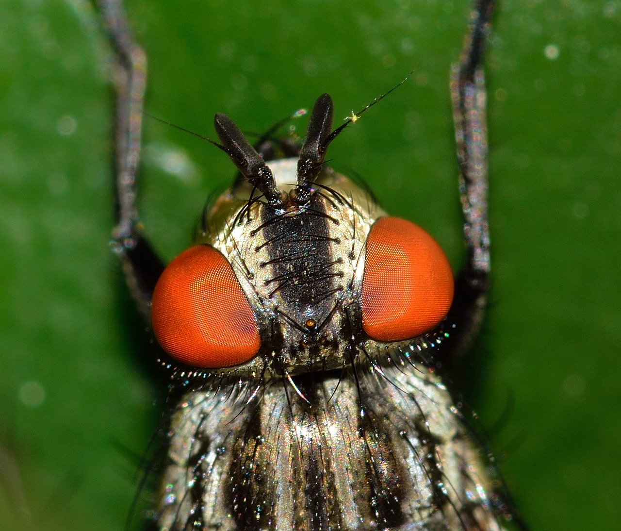 Vabzdžiai, Diptera, Muscina, Nemokamos Nuotraukos,  Nemokama Licenzija