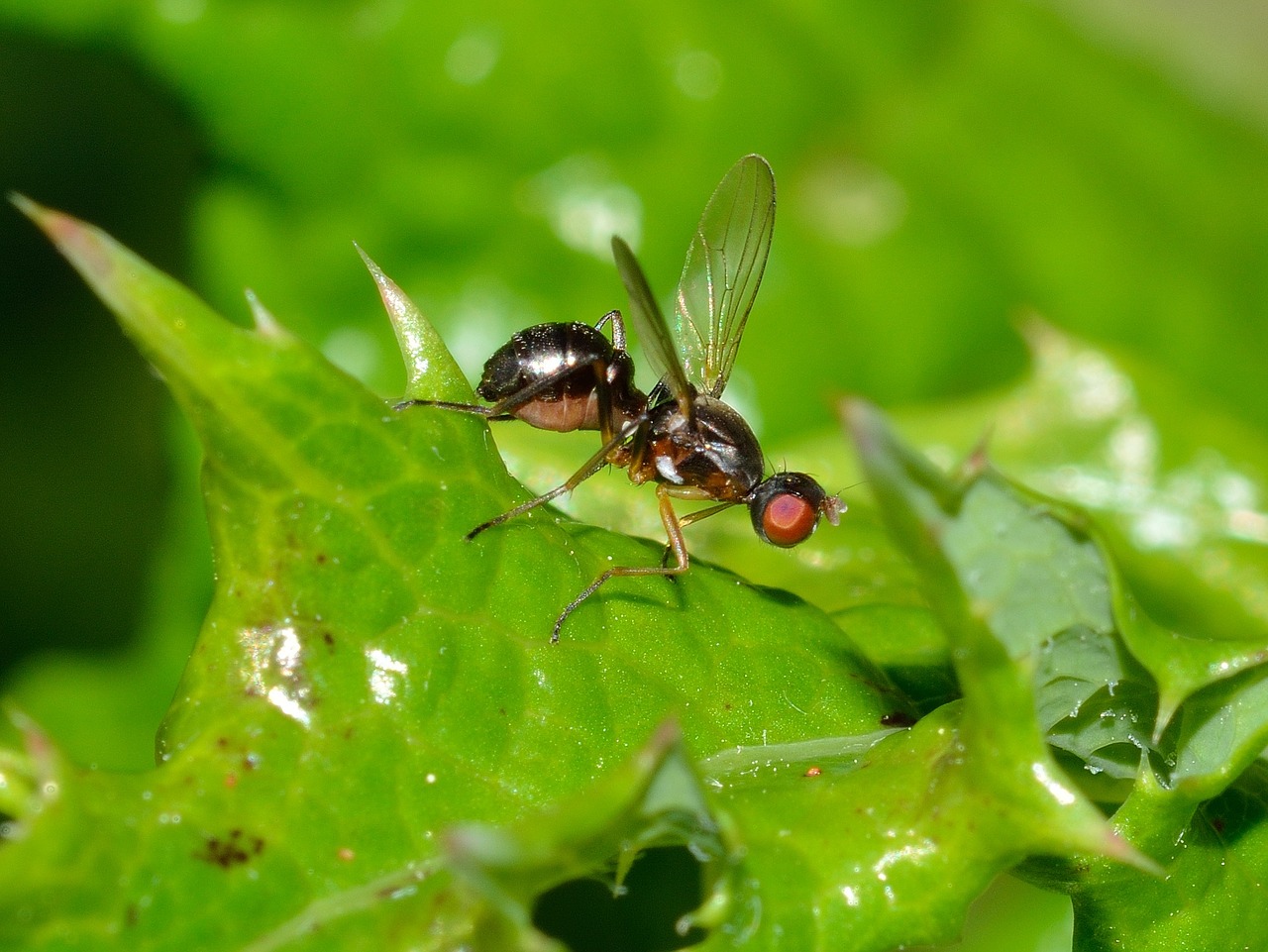 Vabzdžiai, Diptera, Sepsis, Nemokamos Nuotraukos,  Nemokama Licenzija