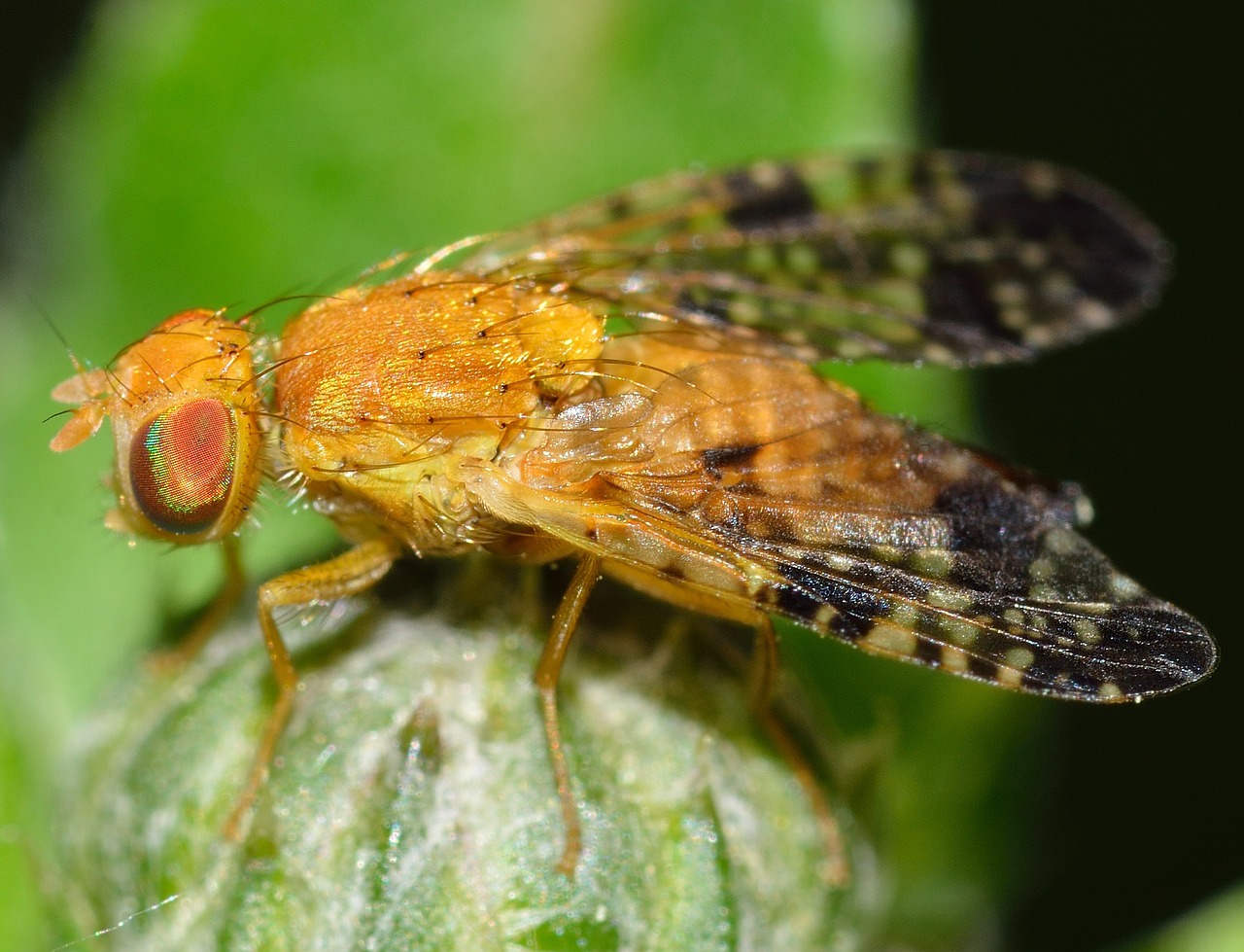 Vabzdžiai,  Diptera,  Tefritas,  Bardanae, Nemokamos Nuotraukos,  Nemokama Licenzija