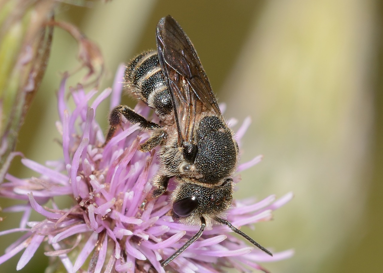 Vabzdžiai,  Bičių,  Hymenoptera,  Andrena, Nemokamos Nuotraukos,  Nemokama Licenzija