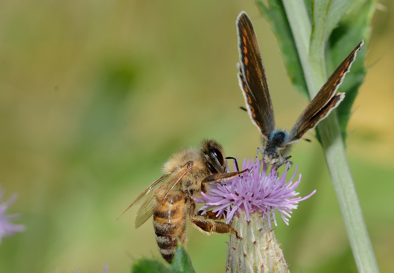 Vabzdžiai,  Apis,  Mellifera,  Su,  Drugelis, Nemokamos Nuotraukos,  Nemokama Licenzija