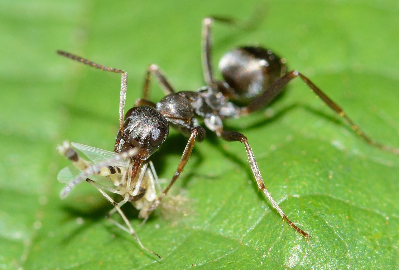 Vabzdžiai,  Ant,  Serviformica,  Cunicularia,  Su,  Grobis, Nemokamos Nuotraukos,  Nemokama Licenzija