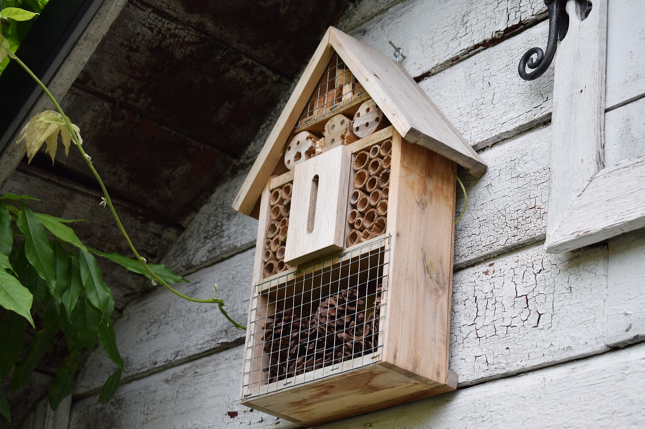 Insektsbo, Vabzdžiai, Sodas, Vabzdys, Vasara, Kamanė, Gamta, Augalai, Augalas, Klaidas