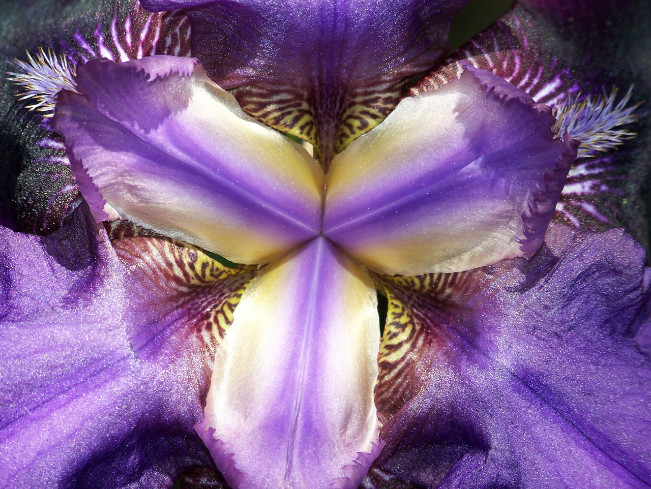 Iris,  Gėlė,  Pavasaris,  Viduje Iris 2, Nemokamos Nuotraukos,  Nemokama Licenzija
