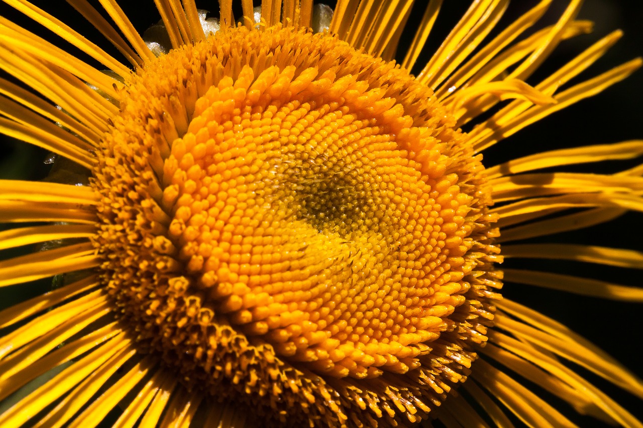 Inula, Gėlė, Geltona, Kompozitai, Gėlių Krepšelis, Žydi Liežuvis, Vamzdiniai Žydai, Vasara, Makro, Gamta