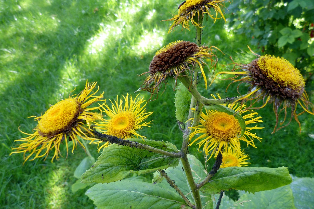 Inula, Gėlė, Gėlės, Geltona, Nemokamos Nuotraukos,  Nemokama Licenzija