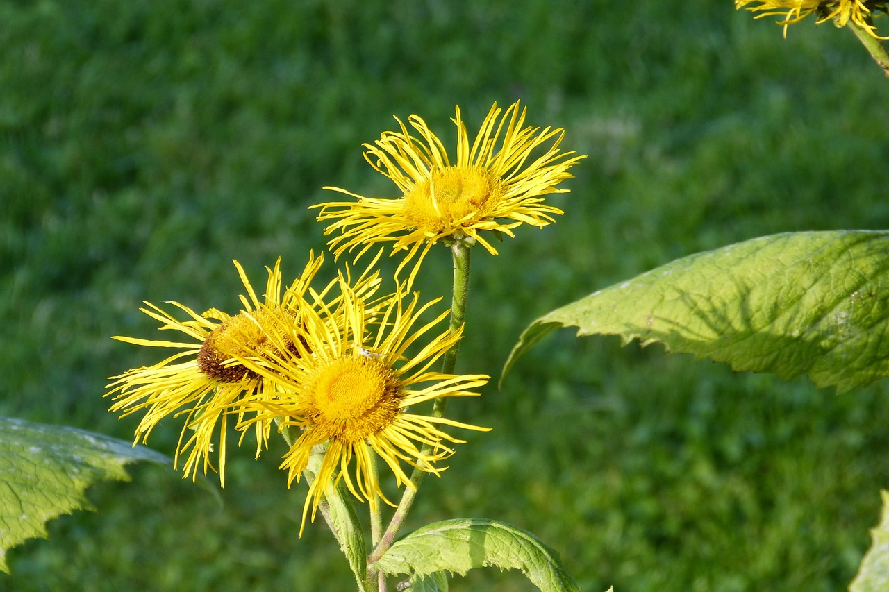 Inula, Gėlės, Tikrasis Alantas, Iluna Helenium, Kompozitai, Vaistinis Augalas, Gėlė, Geltona, Augalas, Nemokamos Nuotraukos