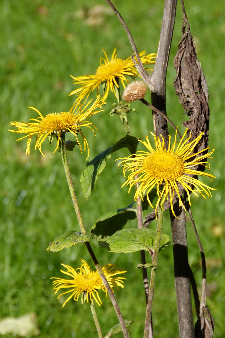 Inula, Žiedas, Žydėti, Kompozitai, Sėklos Buvo, Gėlė, Geltona, Nudrusius Lapus, Ruduo, Antroji Žydėti