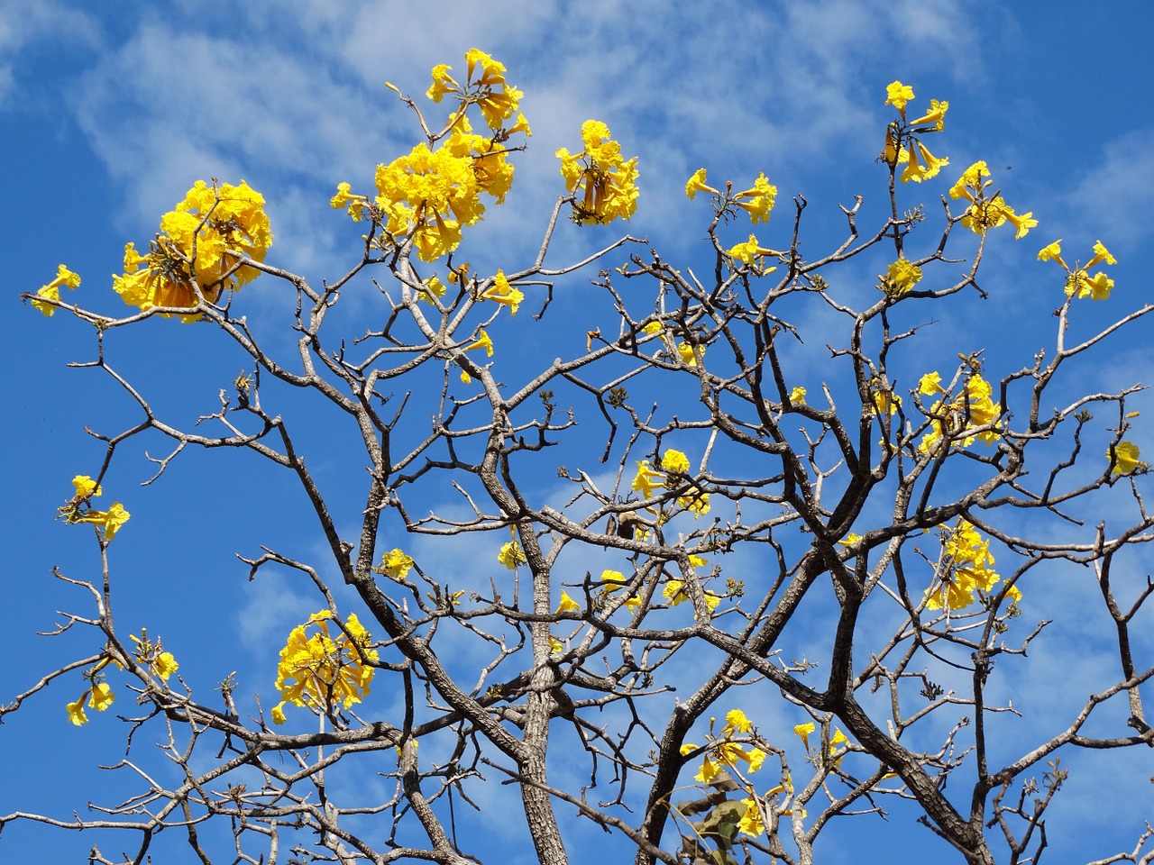 Ipê, Geltona Ipê, Pavasaris, Gėlės, Geltona, Cerrado, Brazilijos Cerrado, Gamta, Medis, Flora