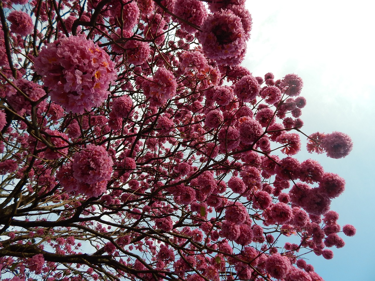 Ipê, Ipê-Rosa, Ipê-Purpurinė, Žiema, Gamta, Gėlės, Gėlės Rožės, Ipe Gėlė, Ipê Rosa, Brazilija Medis