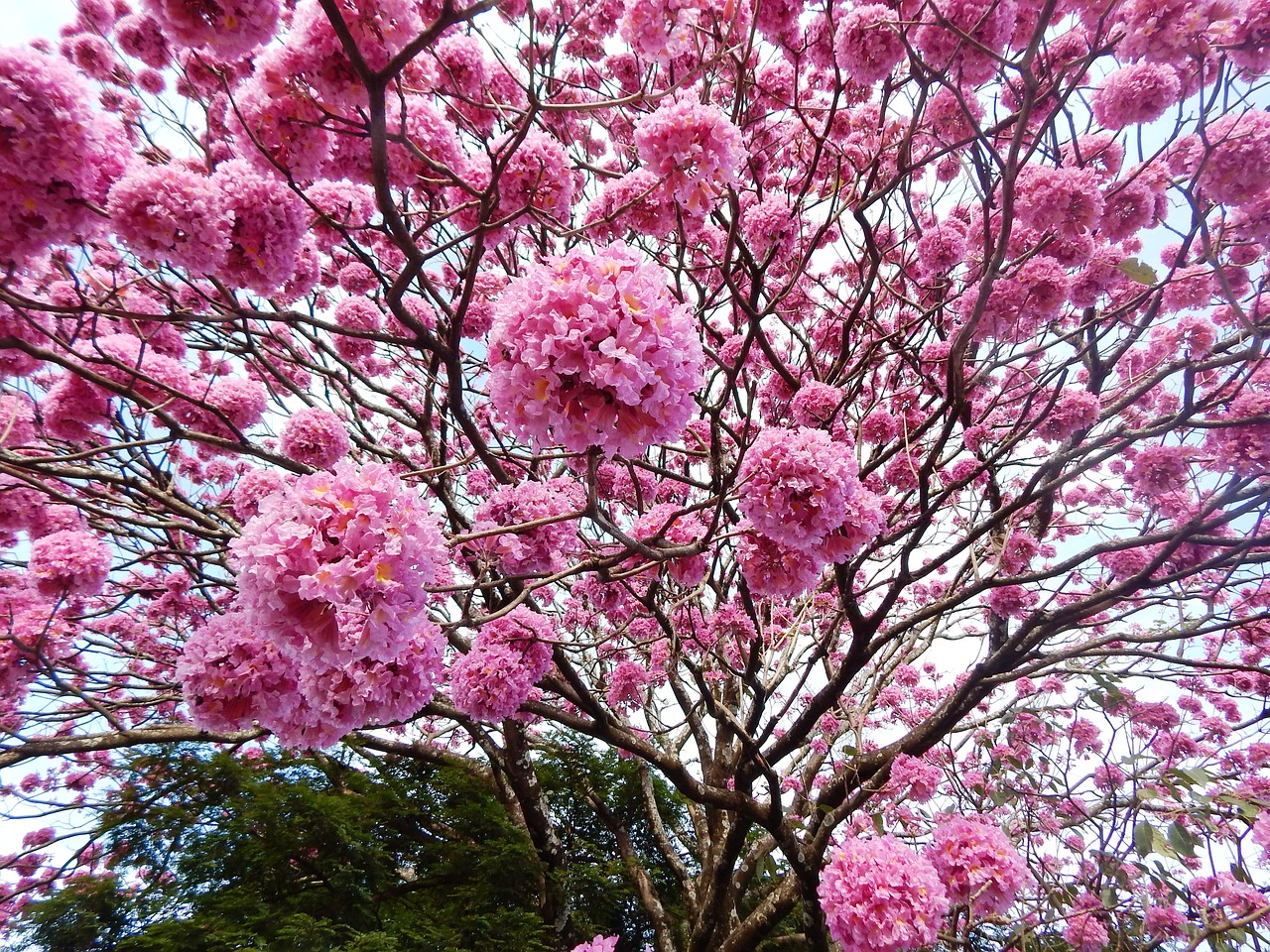 Ipê, Ipê-Rosa, Ipê-Purpurinė, Žiema, Gamta, Gėlės, Gėlės Rožės, Ipe Gėlė, Ipê Rosa, Brazilija Medis