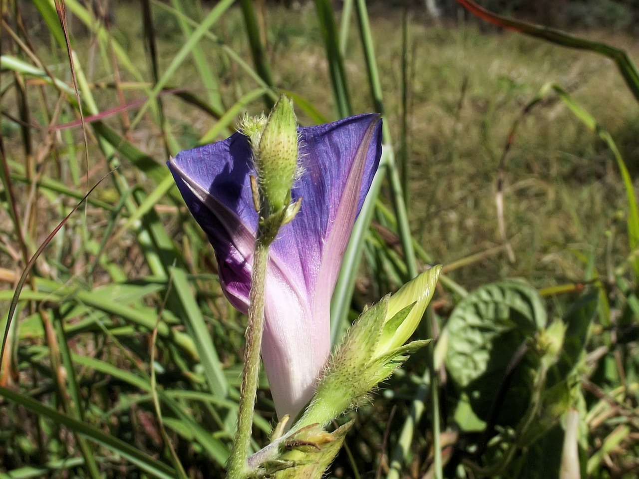 Ipomoea Purpurea, Violetinė, Aukštas, Bendroji Ryto Šlovė, Rūšis, Gentis, Ipomėja, Pumpurai, Žydėti, Gėlė