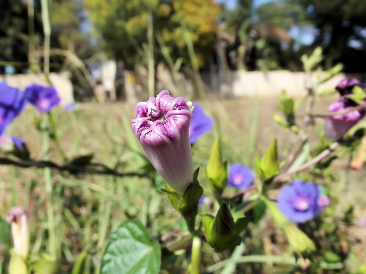 Ipomoea Purpurea, Violetinė, Bendroji Ryto Šlovė, Ipomėja, Pumpurai, Žydėti, Gėlė, Lapai, Žalias, Meksika