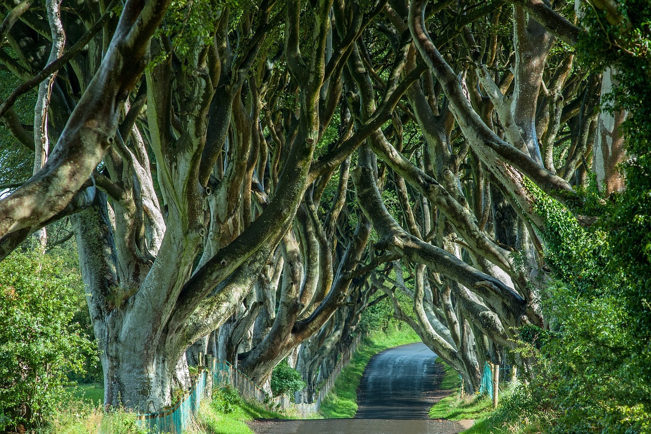 Airija, Medžio Pamušalas, Medžiai, Gamta, Alėja, Nemokamos Nuotraukos,  Nemokama Licenzija