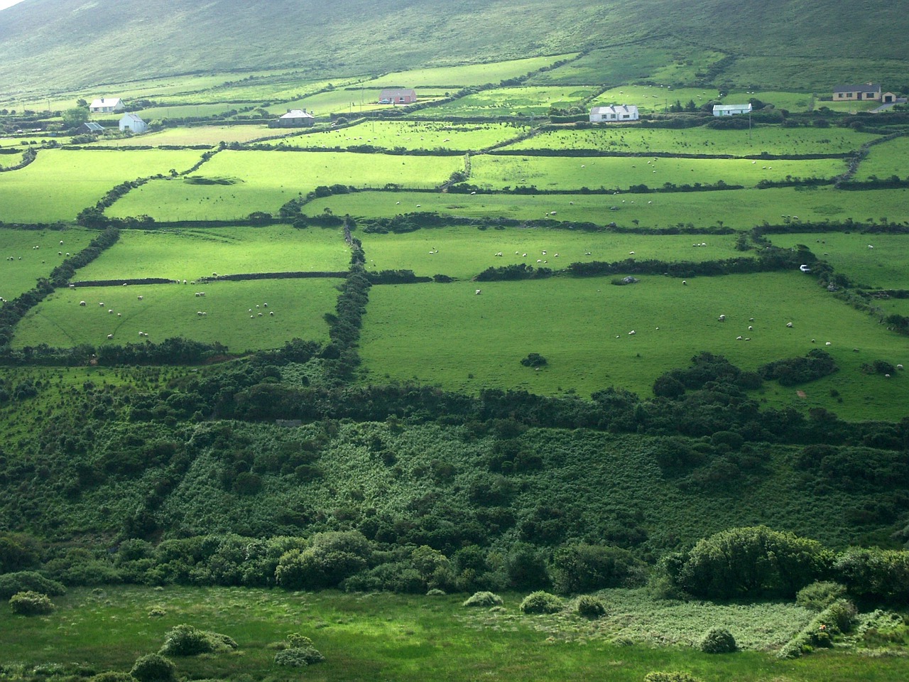 Airija,  Pieva,  Žalias,  Žolė,  Gamta,  Airiškas, Nemokamos Nuotraukos,  Nemokama Licenzija