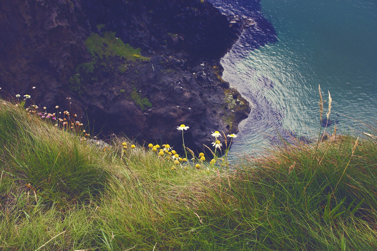 Airija, Jūra, Gėlės, Rokas, Nemokamos Nuotraukos,  Nemokama Licenzija