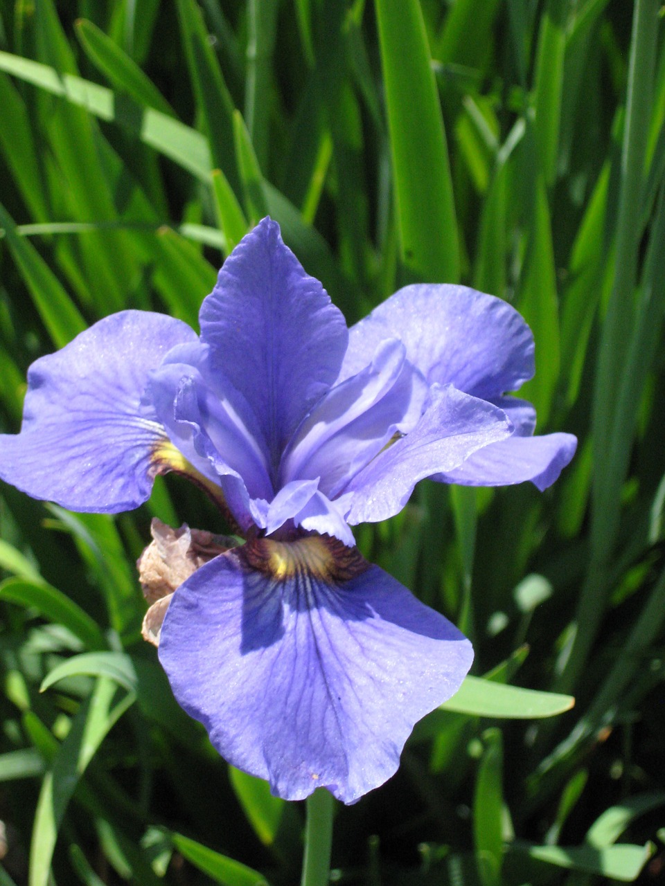 Iris, Gėlių, Gėlė, Žiedas, Gamta, Levanda, Žydėti, Sodas, Sodininkystė, Nemokamos Nuotraukos