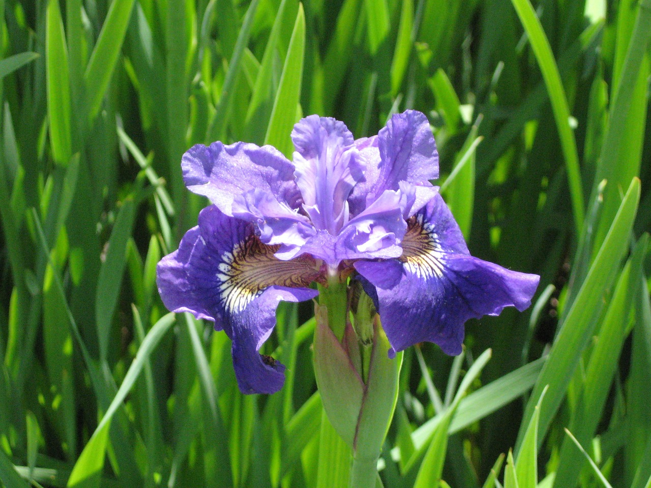 Iris, Violetinė, Gėlė, Gamta, Žiedas, Žalias, Violetinė, Natūralus, Botanika, Vienas