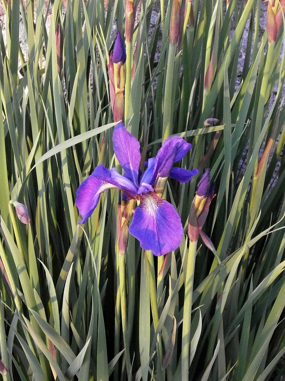 Iris, Ankstyvos Vasaros Gėlės, Purpurinės Gėlės, Violetinė, Nemokamos Nuotraukos,  Nemokama Licenzija