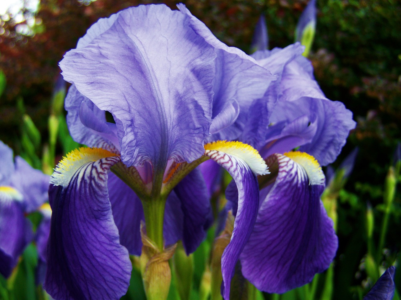 Iris, Fleur-De-Lis, Mėlyna-Violetinė Gėlių Pavasaris, Nemokamos Nuotraukos,  Nemokama Licenzija