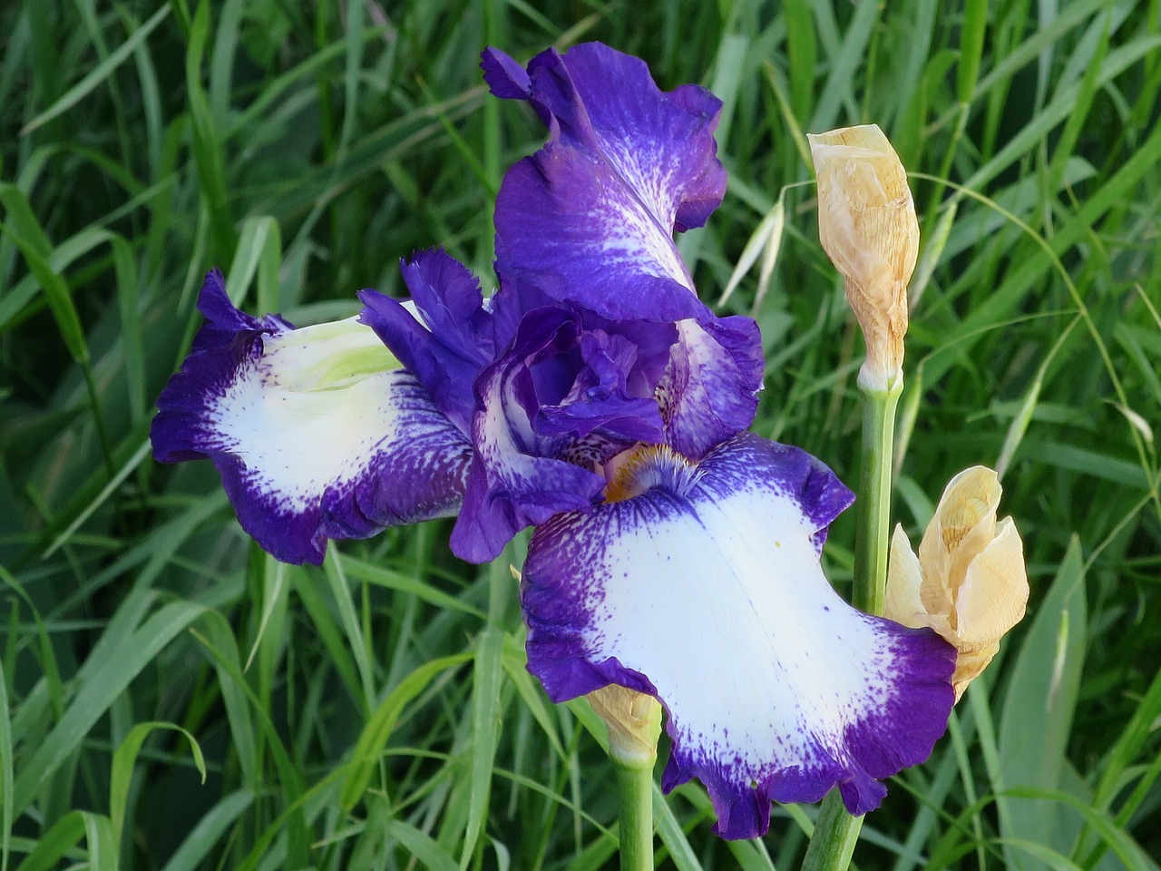 Iris, Violetinė, Violetinė, Bicolor, Gėlė, Nemokamos Nuotraukos,  Nemokama Licenzija