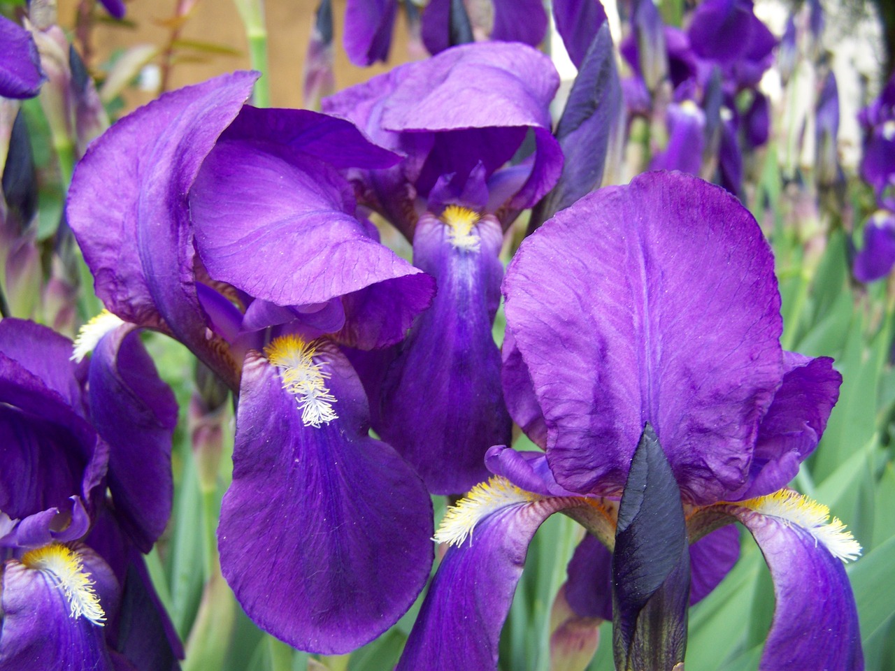 Iris, Mėlyna Violetinė Rainelė, Pavasario Gėlė, Nemokamos Nuotraukos,  Nemokama Licenzija