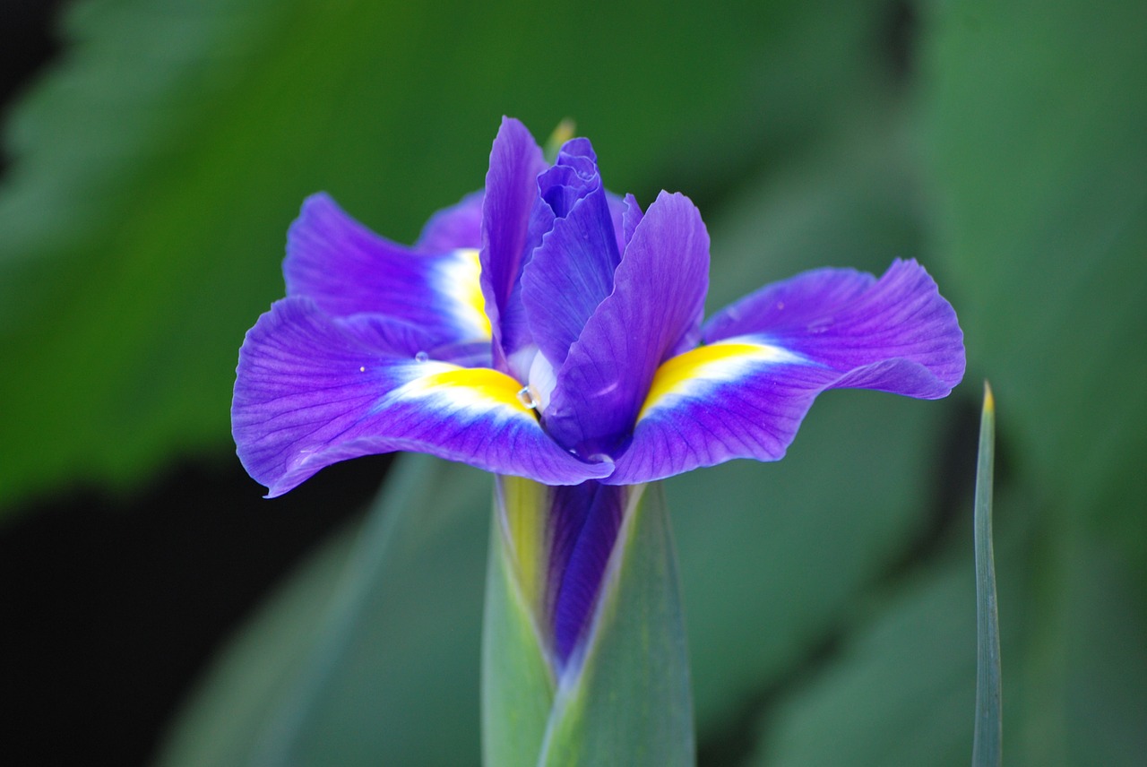 Iris, Gėlė, Violetinė, Sodas, Gamta, Violetinė, Pavasaris, Bicolor, Girliukų Žibalas, Iris Lutescens