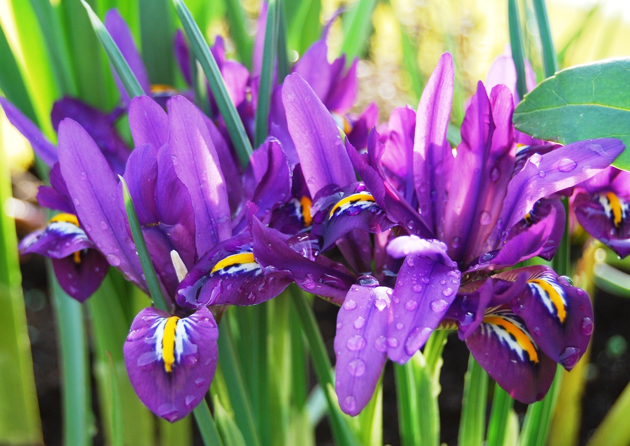 Iris, Liūtys, Gėlė, Žiedas, Žydėti, Lašelinė, Violetinė, Gėlių Lietus, Gamta, Uždaryti