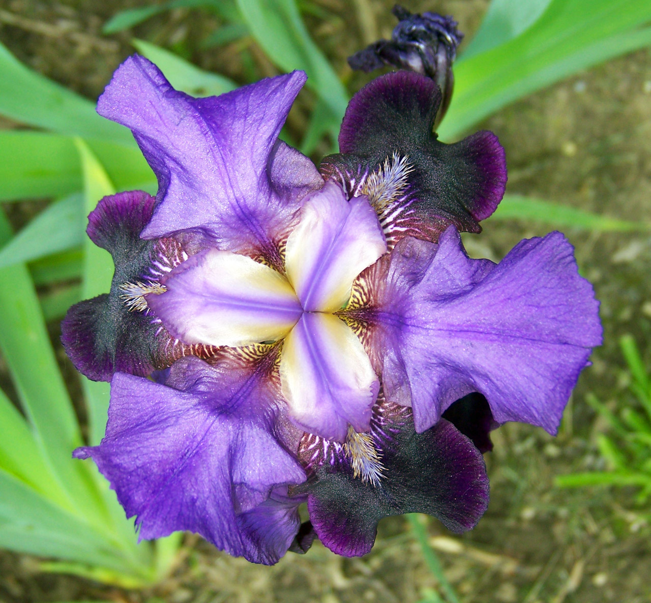 Iris,  Gėlė,  Iris, Nemokamos Nuotraukos,  Nemokama Licenzija