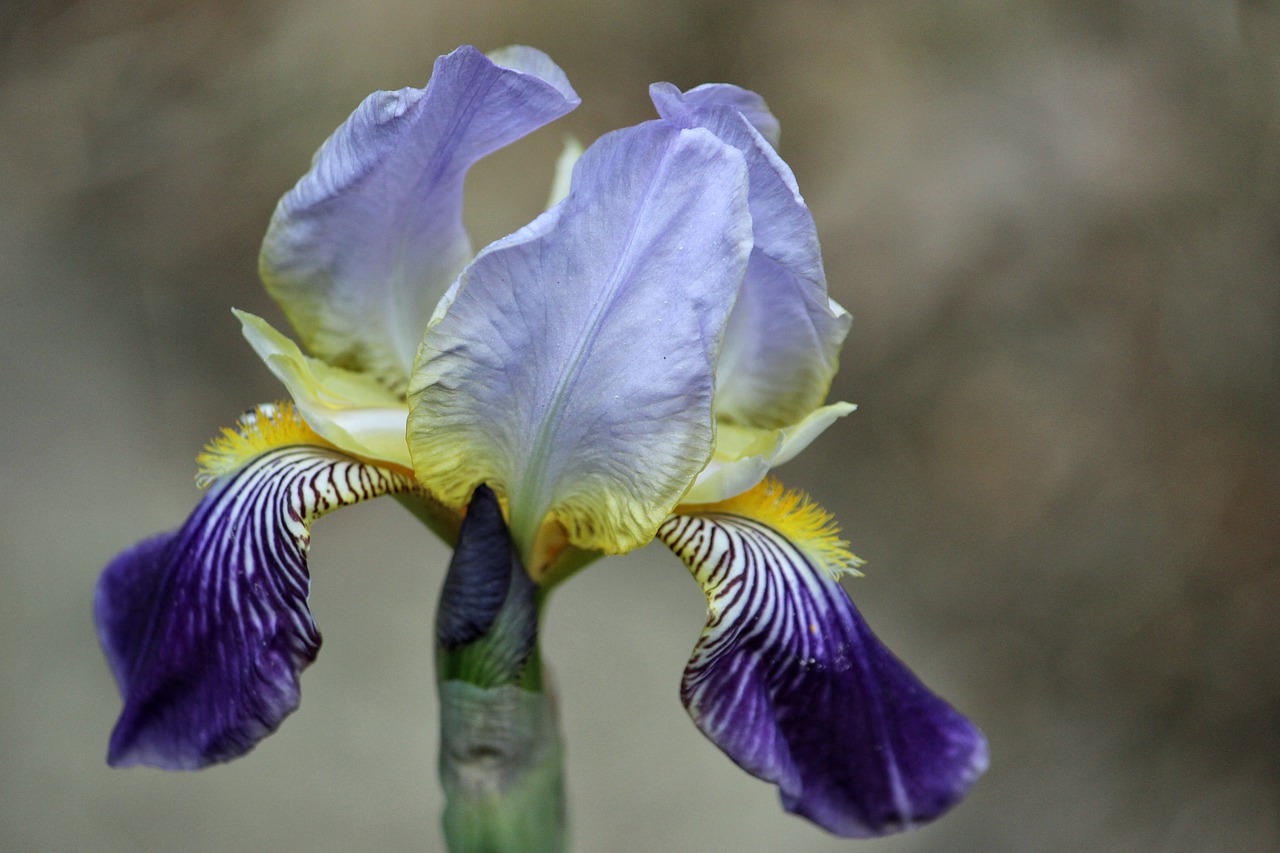 Iris, Lelija, Žiedas, Žydėti, Gamta, Pavasaris, Nemokamos Nuotraukos,  Nemokama Licenzija