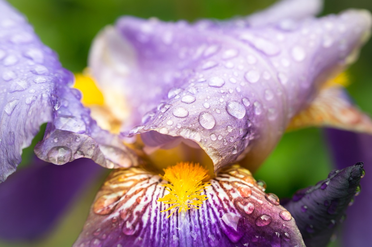 Iris, Liūtys, Antspaudas, Pistil, Lietus, Lašelinė, Vanduo, Lašas Vandens, Violetinė, Violetinė