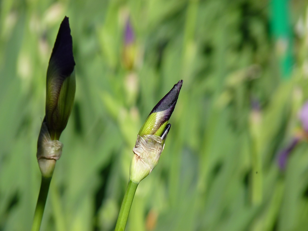 Iris, Sodas, Gėlių Pumpurai, Gėlė, Violetinė, Augalas, Gamta, Botanika, Nemokamos Nuotraukos,  Nemokama Licenzija