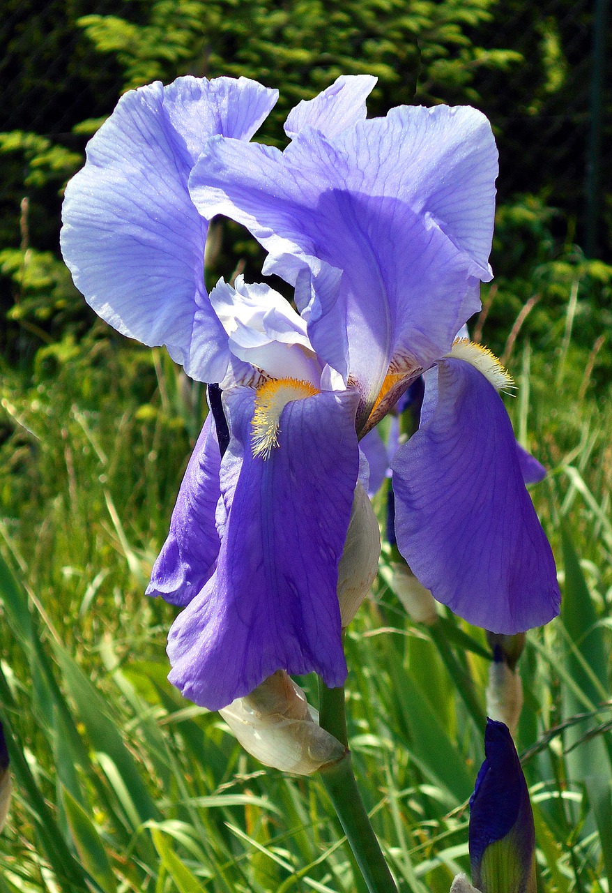 Iris, Gėlė, Violetinė, Sodas, Pavasaris, Makro, Augalas, Mėlynas, Nemokamos Nuotraukos,  Nemokama Licenzija