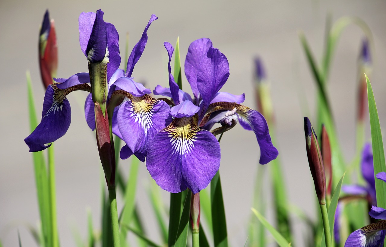 Iris, Gėlė, Sodas, Violetinė, Flora, Augalas, Pavasaris, Gamta, Uždaryti, Pavasario Gėlė