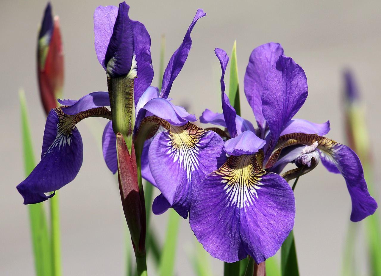 Iris, Gėlė, Sodas, Violetinė, Flora, Augalas, Pavasaris, Gamta, Uždaryti, Pavasario Gėlė