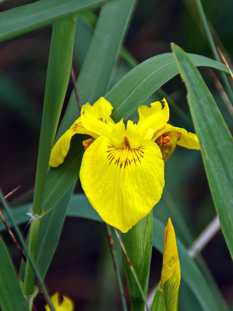 Iris, Oreinis Vanduo, Iris Pseudacorus, Iridacea, Geltona Gėlė, Pelkės, Augmenija, Žiedlapiai, Geltona, Nemokamos Nuotraukos