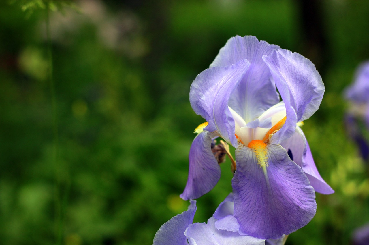 Iris, Violetinė, Gėlė, Sodas, Parkas, Miestas, Pavasaris, Augalas, Gėlių, Natūralus