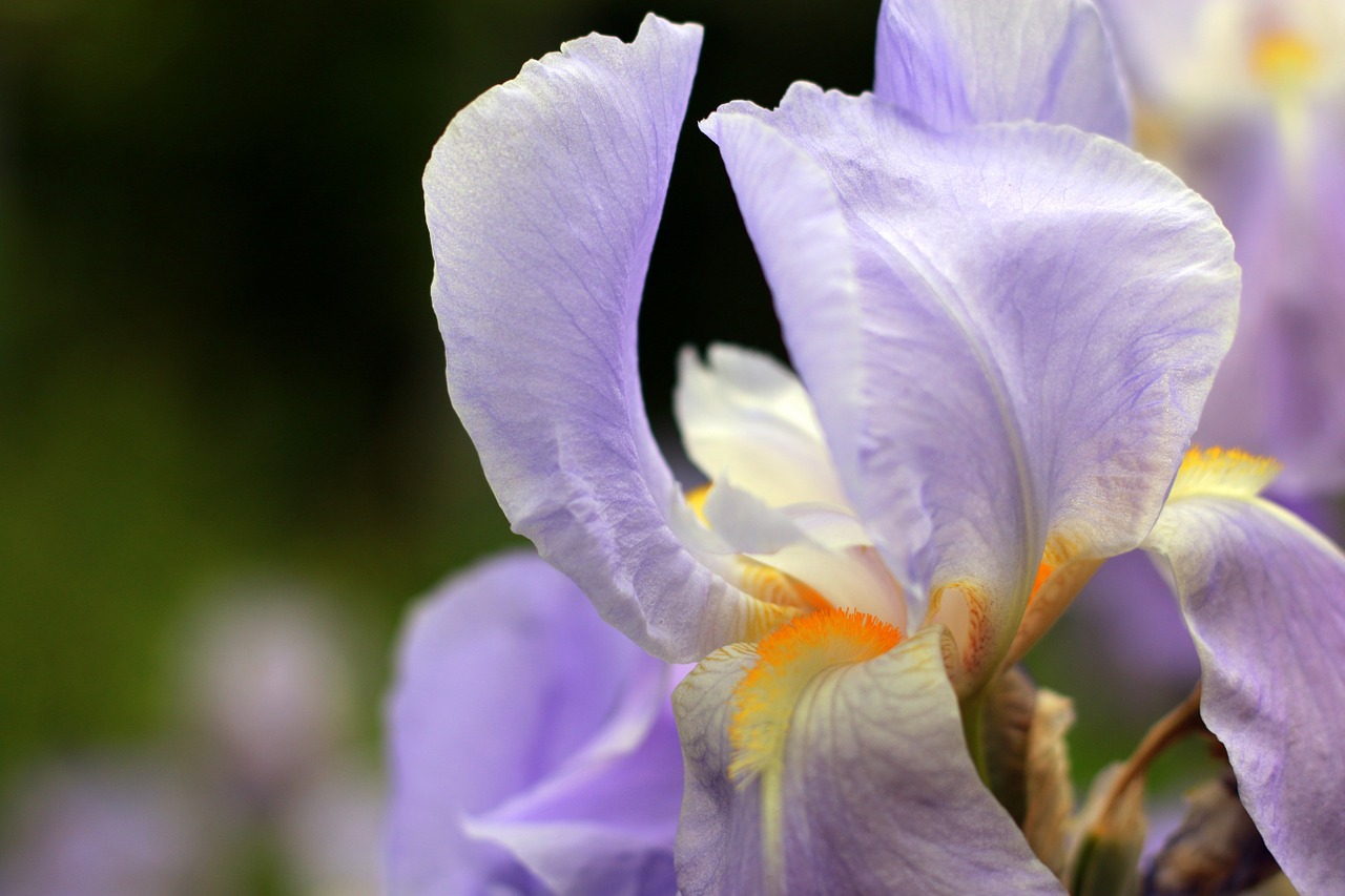 Iris, Violetinė, Violetinė, Gėlė, Sodas, Parkas, Miestas, Pavasaris, Augalas, Gėlių