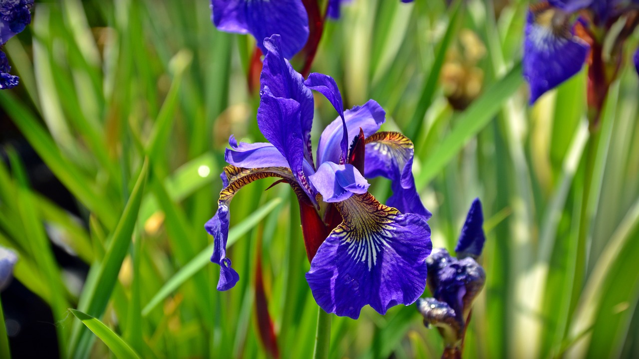 Iris, Žiedas, Žydėti, Mėlynas, Gėlė, Gamta, Sodas, Nemokamos Nuotraukos,  Nemokama Licenzija