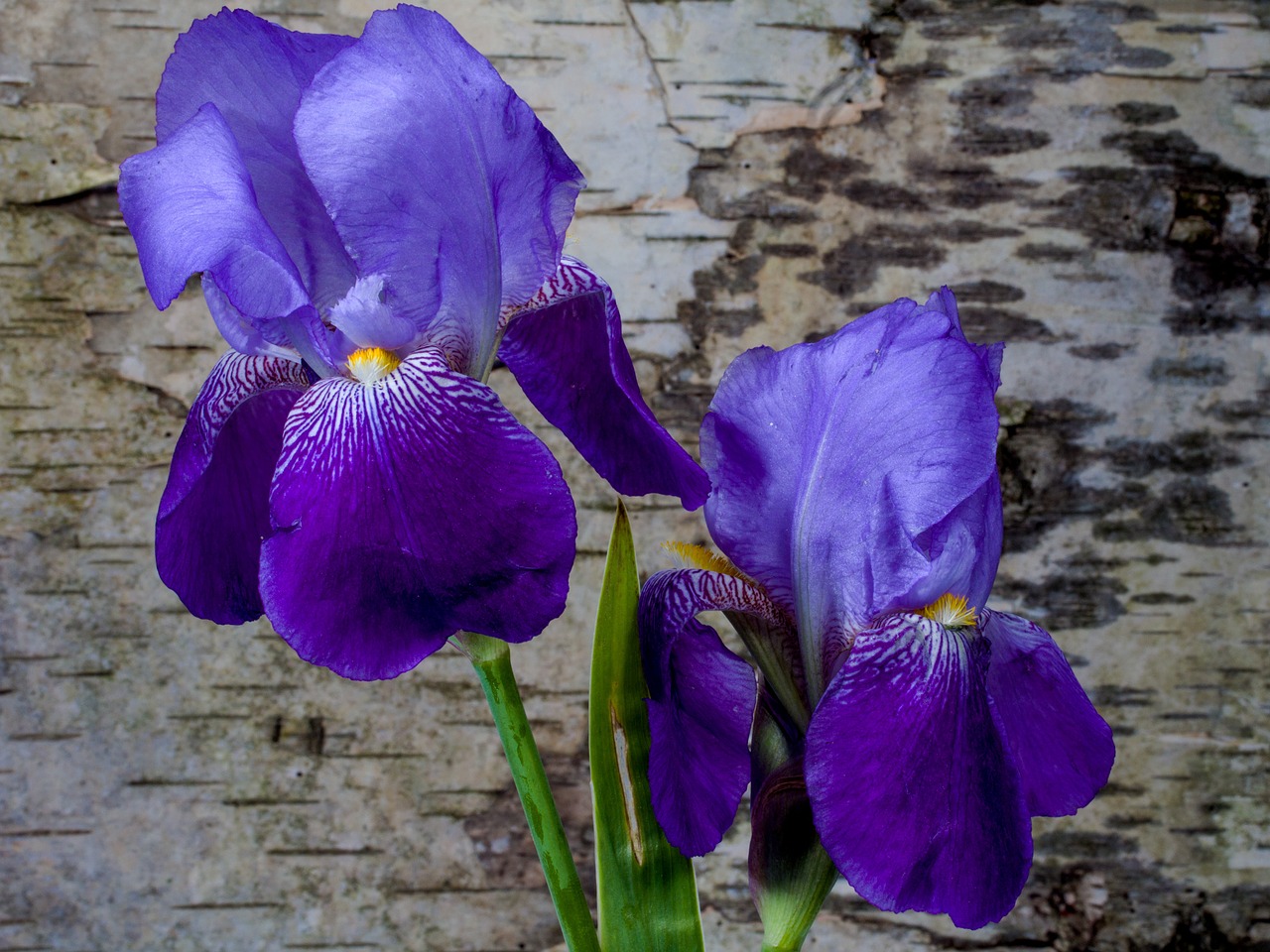 Iris, Gėlė, Pavasaris, Iridaceae, Beržo Žievė, Nemokamos Nuotraukos,  Nemokama Licenzija