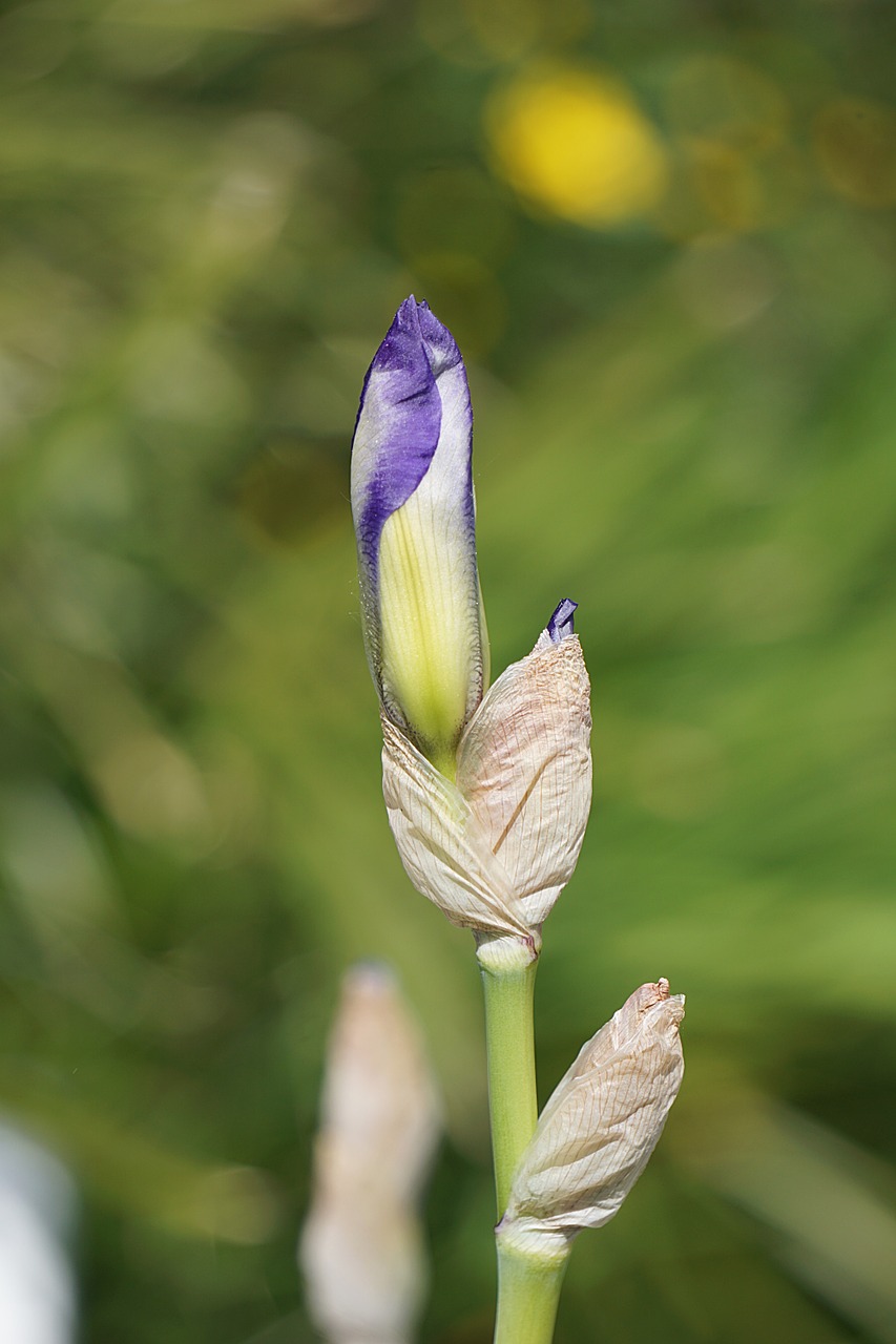 Iris, Gėlė, Mėlynas, Perinti, Flora, Botanika, Gamta, Žydėjimas, Sodas, Nemokamos Nuotraukos