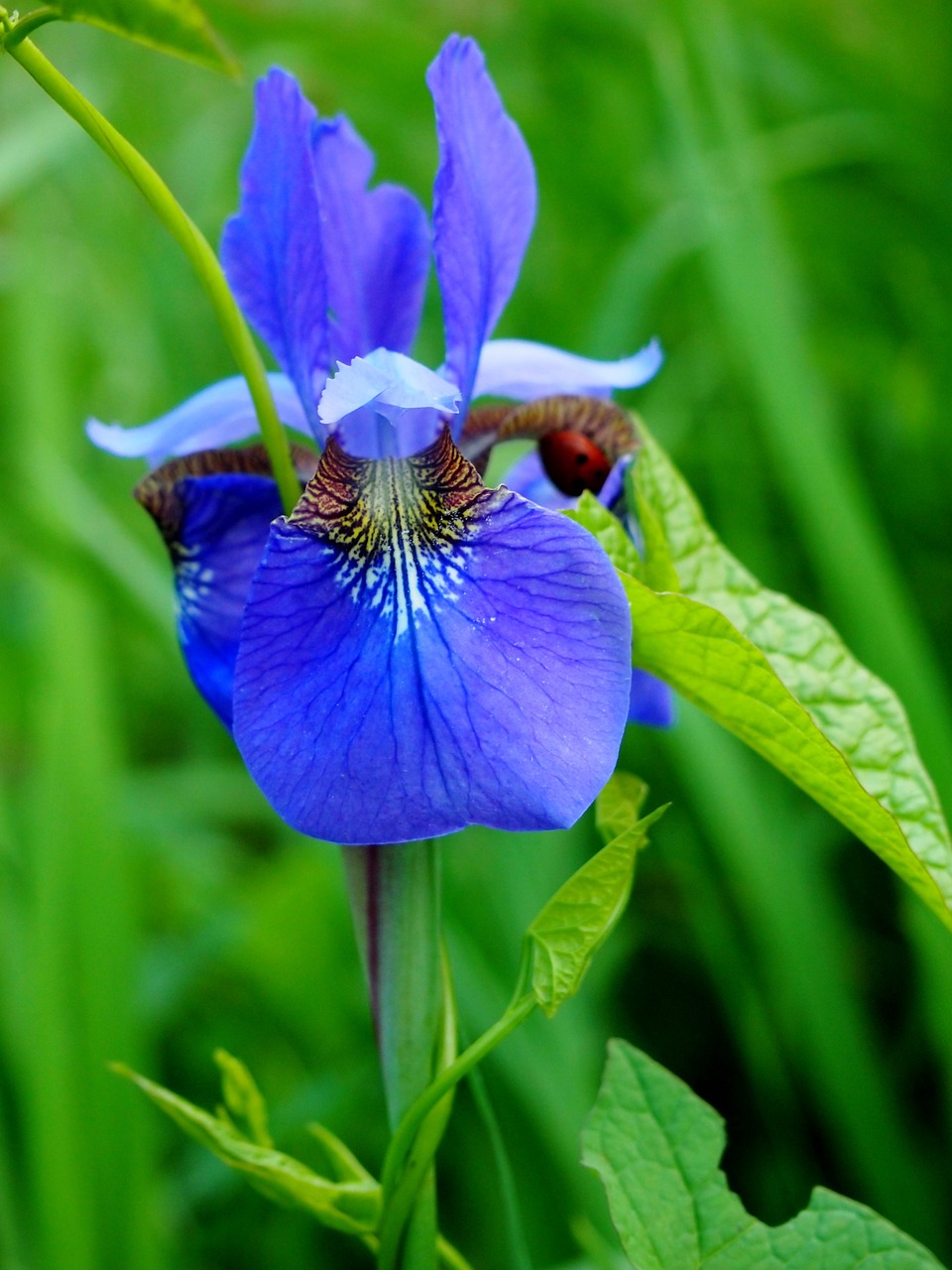 Iris, Gėlė, Violetinė, Gamta, Pavasaris, Žydėti, Nemokamos Nuotraukos,  Nemokama Licenzija