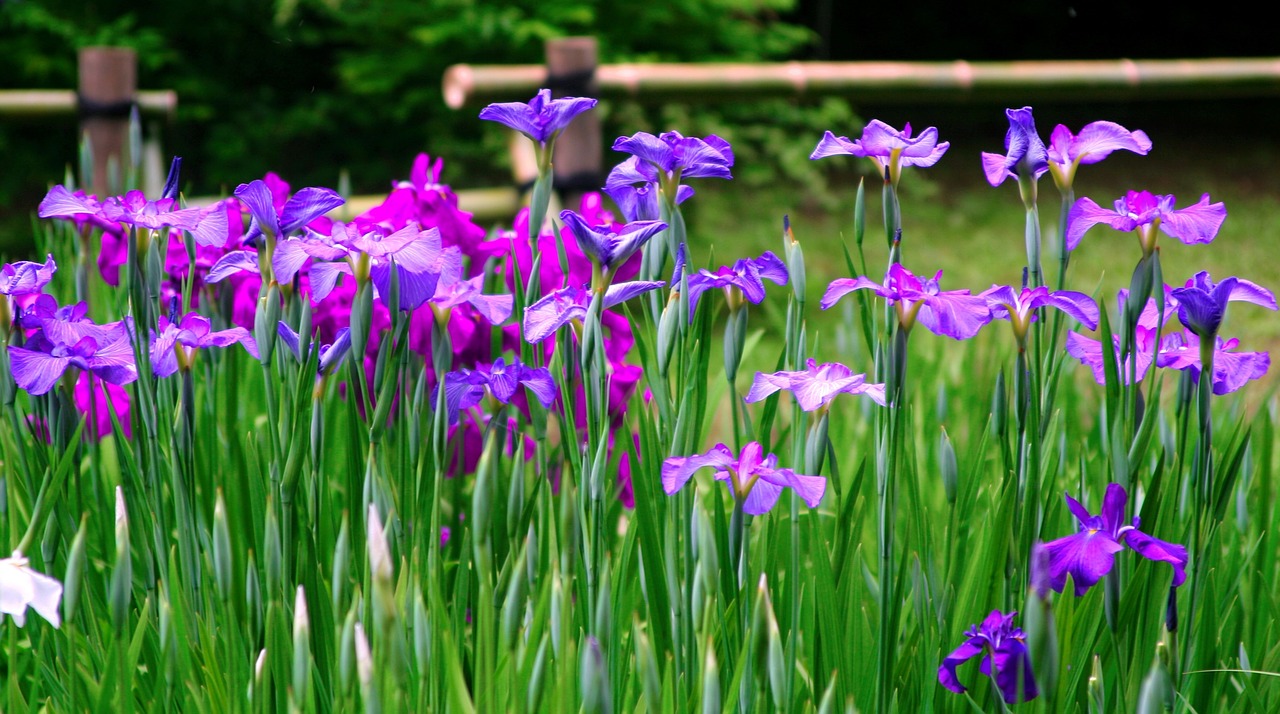 Iris, Gėlės, Violetinė, Raudona Violetinė, Mėlyna-Violetinė, Bambukas, Žalias, Meiji Jingu Šventovė, Tokyo, Japonija