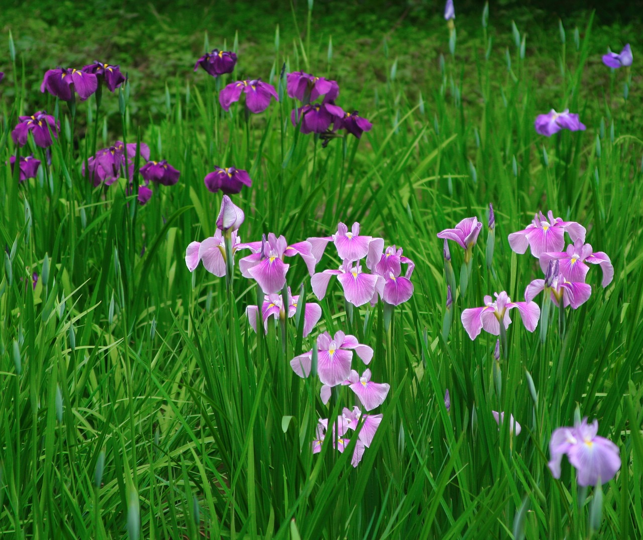 Iris, Gėlės, Violetinė, Rožinis, Bambukas, Žalias, Meiji Jingu Šventovė, Tokyo, Japonija, Nemokamos Nuotraukos